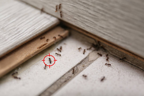 Best Commercial Pest Control Services  in Sayre, OK